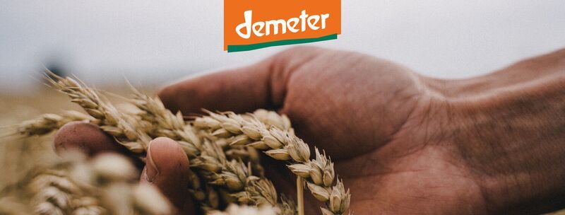 Mano sosteniendo espigas de trigo con el logo Demeter