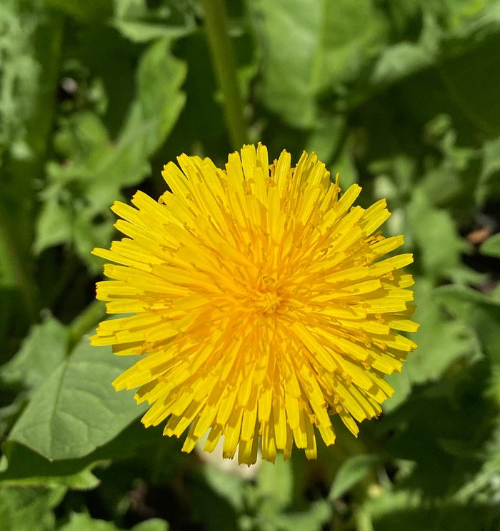 Flor de diente de león